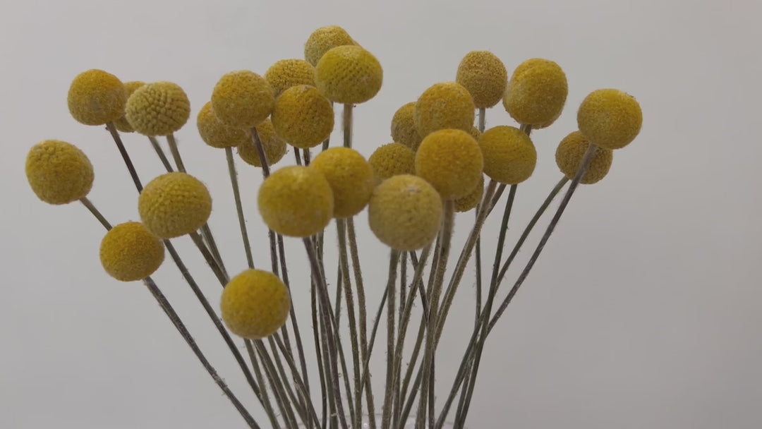 Flowers of Billy Balls for home decore